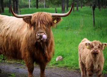 KAVA Price Performance: How Long Will The Upward Projection Last?