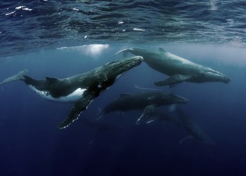 Bitcoin Whales Accumulate $108M Worth of BTC as Price Dips