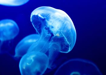 bitcoin price featured image