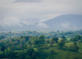 forest featured image for BItcoin article