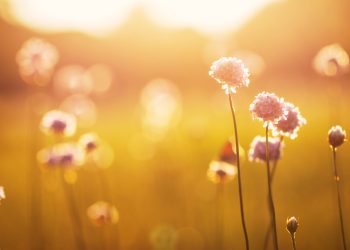 crypto bitcoin market