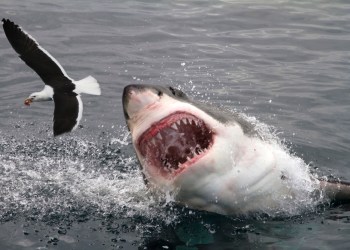 bitcoin, cryptocurrency, btcusd, xbtusd, btcusdt