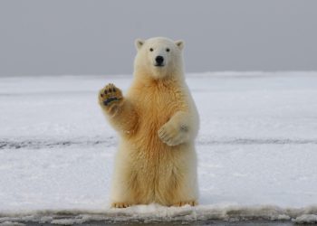 Bitcoin Short Positions Surge to 4 Month High as Bears Grow Aggressive