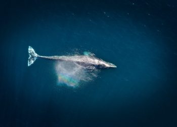 Bitcoin’s Push to $11,000 Comes Following Intense Accumulation from Whales