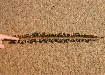 bitcoin bull trend line