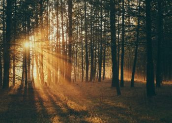 This Industry CEO Hasn’t Been This Bullish on Bitcoin Since 2016