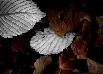 Crucial Ethereum Price Fractal Predicts Surge Toward $430