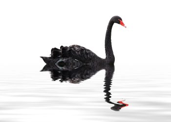 bitcoin black thursday swan