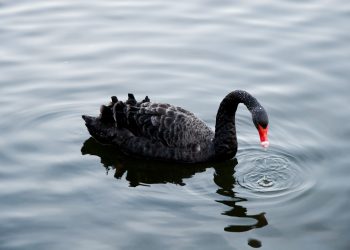 bitcoin black swan