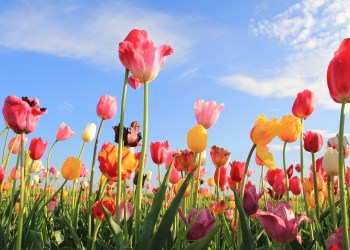 bitcoin tulip mania