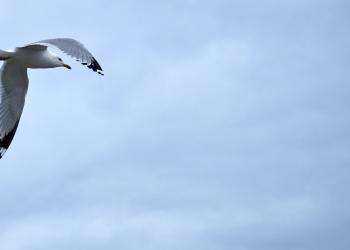 Bitcoin Weekly Forecast: BTC/USD Does Not Want to Move Below $50,000