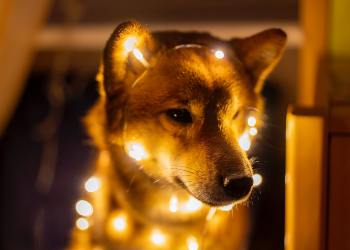 Dogecoin (DOGE) Blasts Higher in Another Nonsense Rally; What's Next?