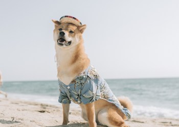 Doge at the beach, for DogeCoin