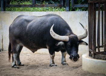 A bull for every bull run