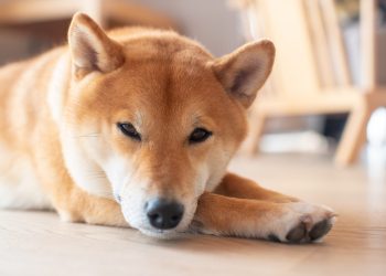 Elon Musk Prefers Dogecoin Over Other Alts Because Of The Memes