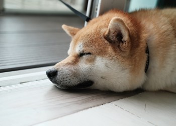 Dogecoin - Shiba Inu dog sleeping.