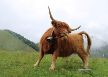 Bitcoin bull