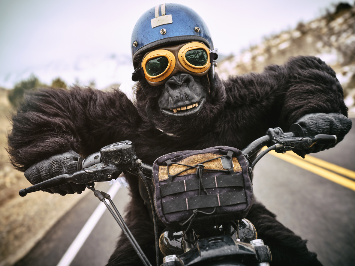 nft ethereum gorilla