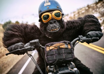 nft ethereum gorilla