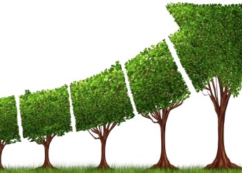 Picture of five trees with leaves trimmed to make an upward arrow