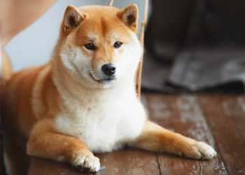 Picture of a Shiba Inu dog