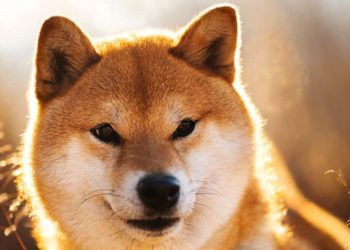 SHIB Picture of a Shiba Inu dog