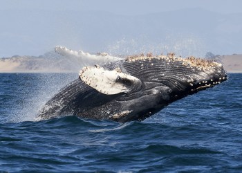 Bitcoin Whale