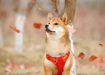 Elon Musk, a shiba doge