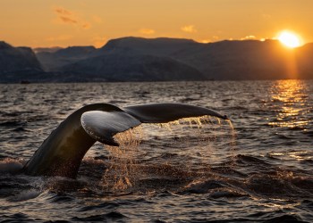 Data: Bitcoin Whales Are Increasingly Preferring OTC Deals Over Exchanges