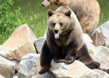 Bitcoin Bear