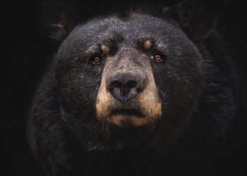 Bitcoin Bear