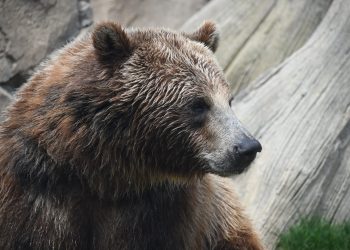 Bitcoin Bearish Signal: Leverage Ratio Spikes Up