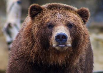 Crypto Market Bear BTCUSDT