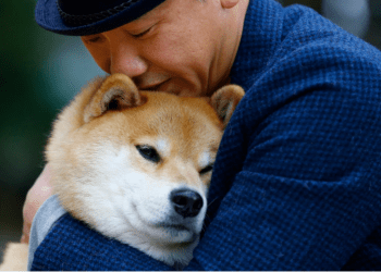 Shiba Inu