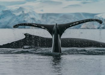 Bitcoin Whale Moves 500 BTC Dormant Since 5+ Years Ago