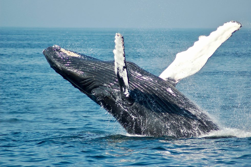 Huobi Token Whale