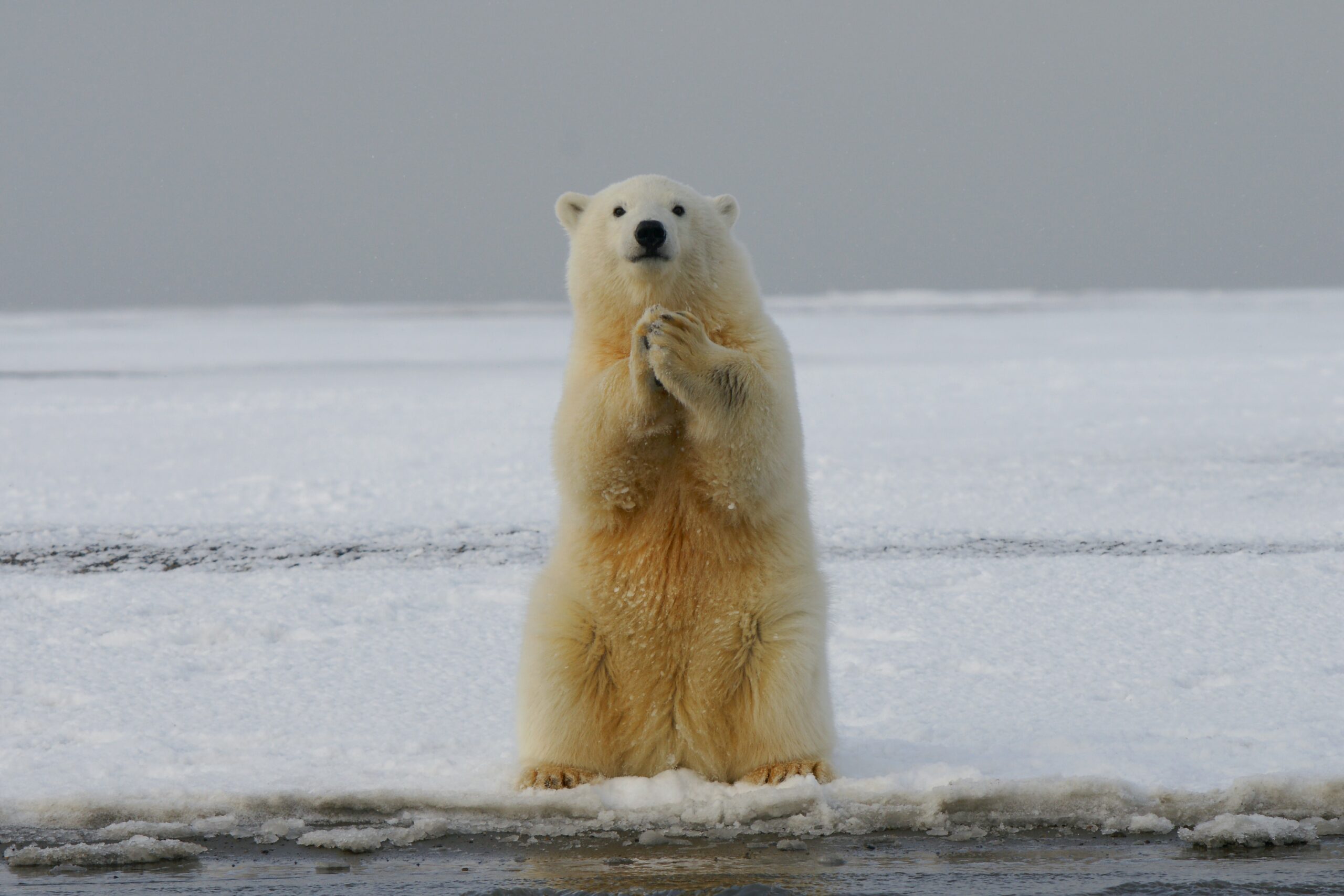 Crypto Bear