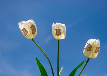 tulip mania bitcoin