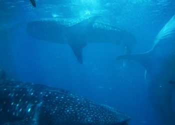 Ethereum Whale Shark