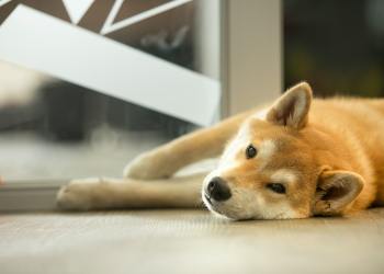 Shiba Inu SHIB
