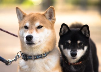Shiba Inu SHIB