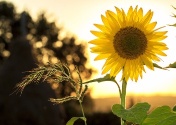 Bitcoin’s Impact on the Environment: Is it Sustainable?