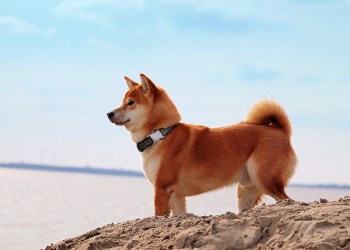 Shiba Inu