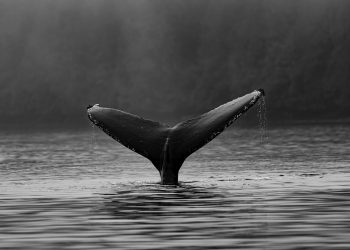Bitcoin Whales