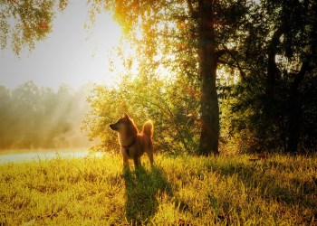 Shiba Inu Gets Boost As LunarCrush Adds It To Trading Platform