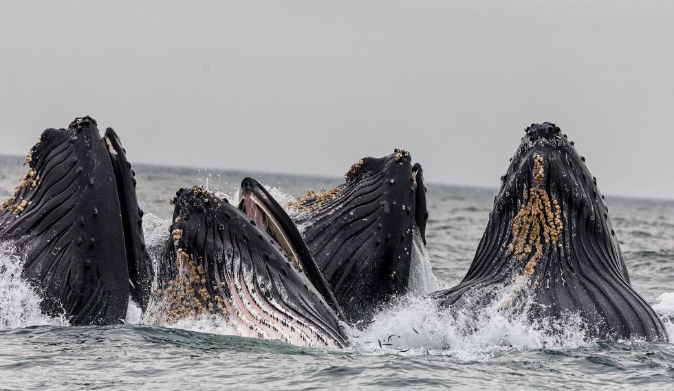 Ethereum Whale