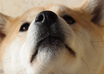 Shiba Inu