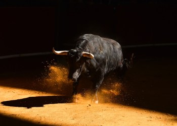 Bitcoin Bull