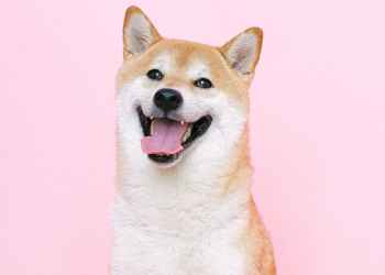 Shiba Inu