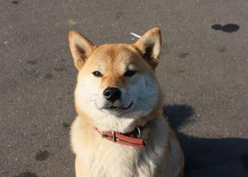 Shiba Inu